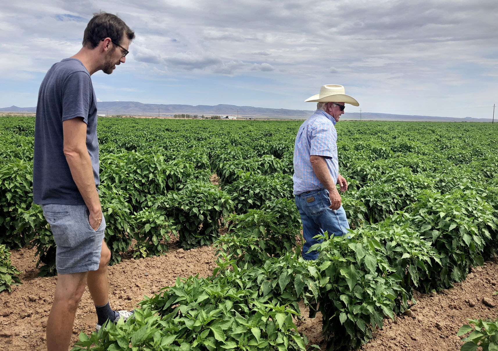 lewis pepper farm.jpg